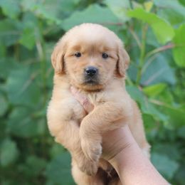 Teddy - Dark golden male Golden Retriever puppy in Lucasville, Ohio from Trusting Hearts Kennel