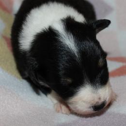 Cheeto - Black tri-color female Australian Shepherd puppy in Laurel, Mississippi from Reeves Australian Shepherds