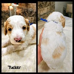 Tucker - Parti male Goldendoodle puppy in Forest, Ohio from Mini Doodle Buddies