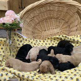 Robert S black female - Black female Labrador Retriever puppy in Geneva, Florida from Salty Duck Retrievers