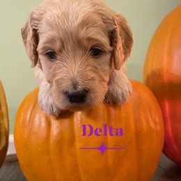 Aussiedoodles, Double Doodles, Goldendoodles, Labradoodles, and Poodles from Hope’s Doodles