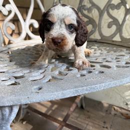 Beau - Liver white and tan male English Springer Spaniel puppy in Williston, Florida from Parks Paradise Springers