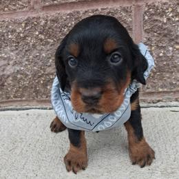 Boy 2 - Black and tan male Gordon Setter puppy in Potosi, Wisconsin from Point and Flush Gun Dogs