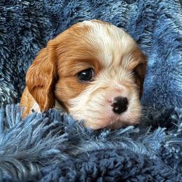 Cavalier King Charles Spaniel Puppies from Crosby's Cavaliers