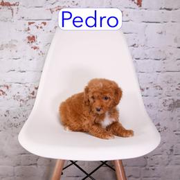 Pedro - male Aussiedoodle puppy in Calhoun, Georgia from Happy Top Doodles
