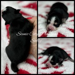 Sally - Black and white female Pomsky puppy in Rossville, Georgia from Scenic City Pomskies