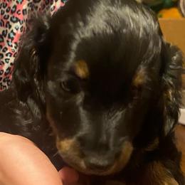 NICKI AKC REGISTERED MALE - Black and tan male Dachshund puppy in Elizabethtown, Kentucky from Teeny Tiny Puppy Tails
