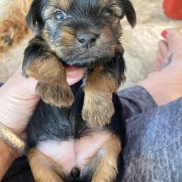 Yorkshire Terrier Puppies from Cutest AKC Arizona Yorkies