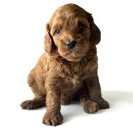 Sophie - Red female Cavapoo puppy in Aiken, South Carolina from Cavapoos of the Carolinas