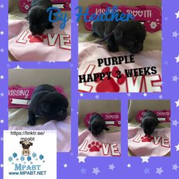Pug Puppies from Mpabt by Heather Free