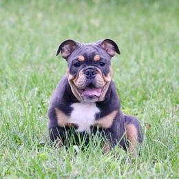 Bingo - Blue tri-color female Bulldog puppy in Zionsville, Indiana from Midwest Bulldogs