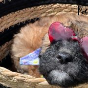 Rosemary - Wheaten Whoodle puppy in Knoxville, Tennessee from Fleury Farm Doodles TN