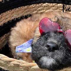 Rosemary - Wheaten Whoodle puppy in Knoxville, Tennessee from Fleury Farm Doodles TN