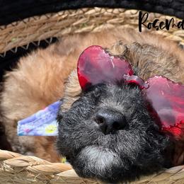 Rosemary - Wheaten Whoodle puppy in Knoxville, Tennessee from Fleury Farm Doodles TN