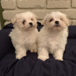 Maltese Puppies from Blossoming Gem's Maltese - North Carolina