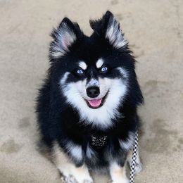 Bruni - Pomsky