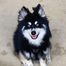 Bruni - Pomsky