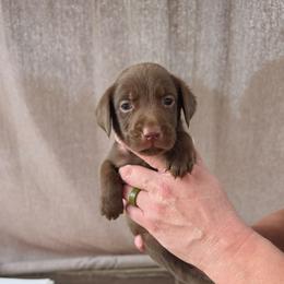 Male 5 - Chocolate male Labrador Retriever puppy in Hebron, Kentucky from Top Notches Labrador Retrievers