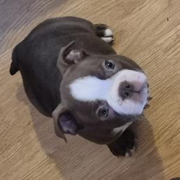 Boston Terrier Puppies from Broadus Boston Terriers