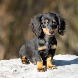 Dachshund and Miniature American Shepherd Puppies from Taylor Farms