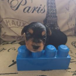 Blue Boy - Black and tan male Yorkshire Terrier puppy in St. Louis, Missouri from Yorkieville - Shih Tzu Nation