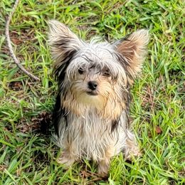 Mia - Yorkshire Terrier