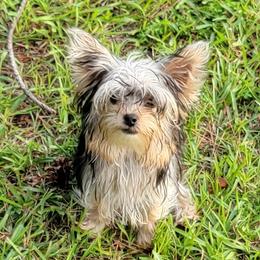 Mia - Yorkshire Terrier