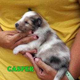 Casper - Blue eyes - AVAILABLE - Sable merle and white male Shetland Sheepdog puppy in Frazeysburg, Ohio from Mountain High Kennels