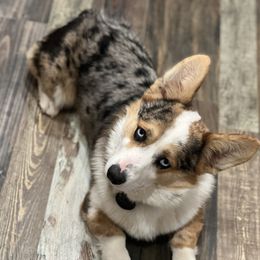 Wheeler - American Corgi