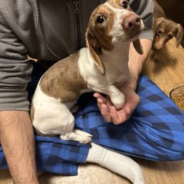 Willow - Dachshund
