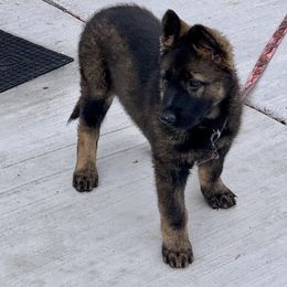 German Shepherds from Alten Waechter German Shepherds