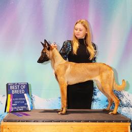 Belgian Malinois Puppies from Ak Hell Hounds