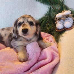 Brooke - Dapple female Dachshund puppy in Grants Pass, Oregon from vom Treuen Wachter