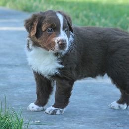 Australian Shepherd Puppies from Sliding S Australian Shepherds