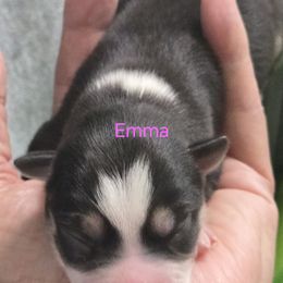 Emma - Black and white female Pomsky puppy in Coatesville, Pennsylvania from Peaceful Pomskys