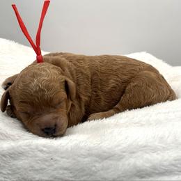 Peter Brady - Red  male Goldendoodle puppy in O'fallon, Missouri from Rockin R Doodles