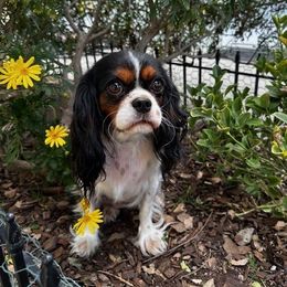 Clover - Cavalier King Charles Spaniel