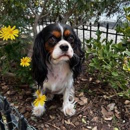 Clover - Cavalier King Charles Spaniel