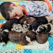 Bordoodle Puppies from Brisby Bordoodles