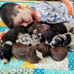 Bordoodle Puppies from Brisby Bordoodles