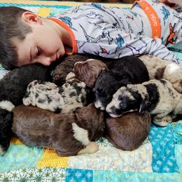 Bordoodle Puppies from Brisby Bordoodles