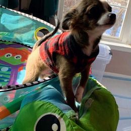 Chihuahua All Grown Up from Chi Angels