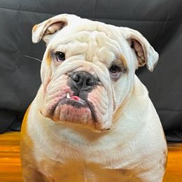 Lisa - Bulldog
