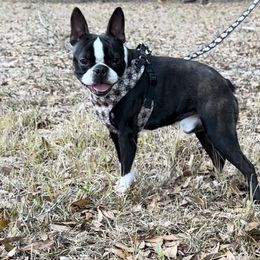 Ozzy - Boston Terrier
