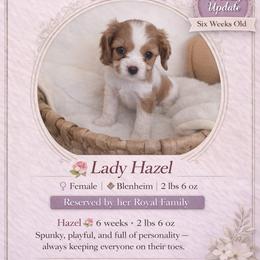Lady Juilet - Blenheim female Cavalier King Charles Spaniel puppy in Mesa, Arizona from Comfort Royalty Cavaliers