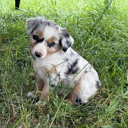 Haze - Blue merle male Miniature Australian Shepherd puppy in Marion, Michigan from Highland Hills Mini Aussies
