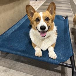 Marlee - Pembroke Welsh Corgi