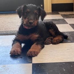 Lite Pink - Black and tan female Airedale Terrier puppy in Anderson, California from Airedales of Myriad Ranch