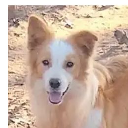 Glitter - Border Collie