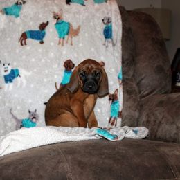 Redbone Coonhound Puppies from Reedy Creek Redbones